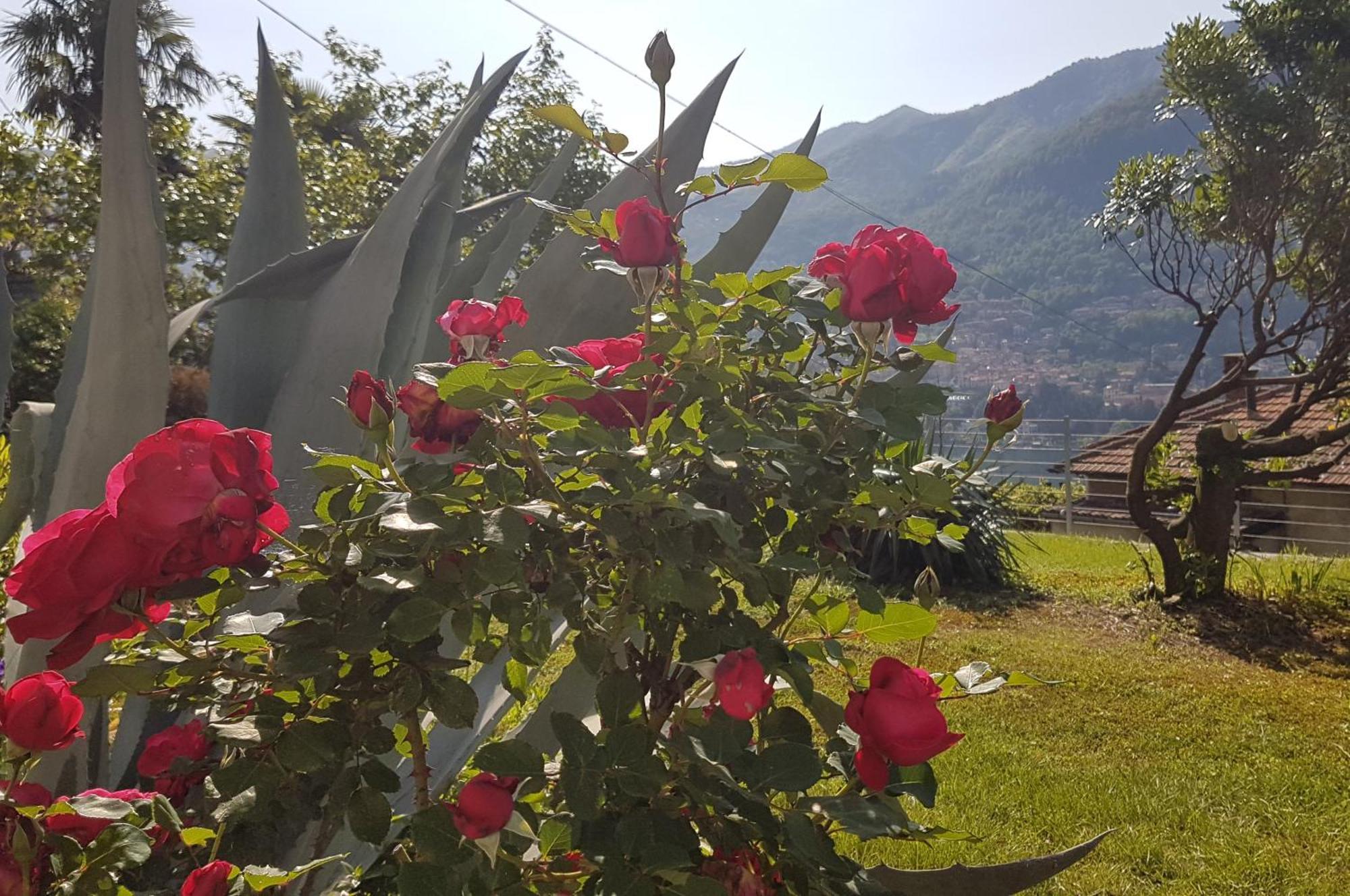 Flora Lägenhet Moltrasio Exteriör bild